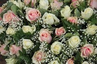 19828378-fleurs-de-mariage-à-roses-rose-et-blanc-et-gypsophile