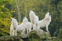 Loups de Sibérie