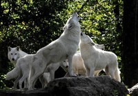 Loups blancs