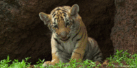 Bébé tigre