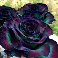 Rose noire Arc-en-ciel