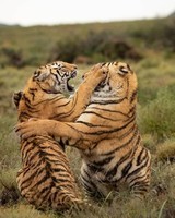 Couple de tigre