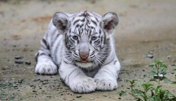 Jeune tigre blanc