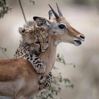 Antilope et jeune Guépard