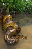anaconda vert