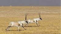 Antilope du Tibet