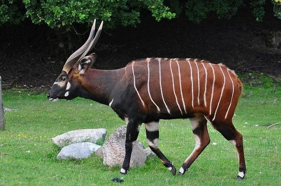 Antilope Bongo