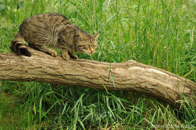 Chat Sauvage Foret Animaux Du Monde Lerapace Photos Club Doctissimo