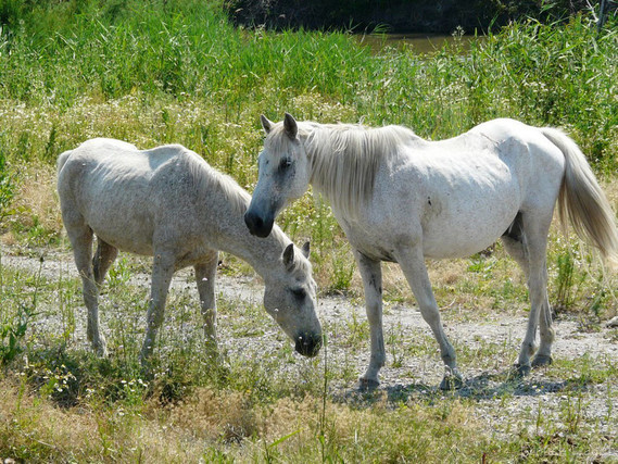 chevaux-camargue