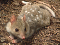 chat-marsupial-tachete-dasyure