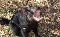 diable-de-tasmanie