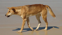 dingo-fiche-Australie