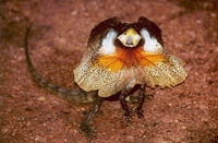 dragon-d'Australie-ou-lezard-a-collerette