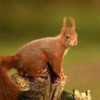 écureuil-roux