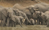 elephant-afrique