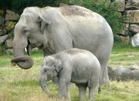 elephant-asie