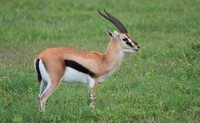 gazelle-de-thomson