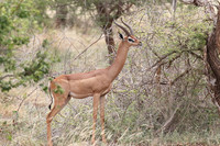 gazelle-de-waller_ou_antilope-girafe