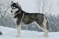 husky-sibérien