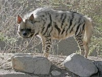 hyène-rayée