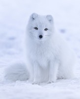 renard-polaire