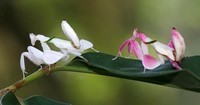 Mante orchidée