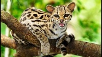 Margay-chat sauvage d'Espagne
