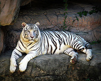 tigre-blanc-siberien
