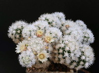 Mammillaria vetula ssp- gracilis cv- 'Arizona snowcap'
