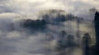 nuages-foret