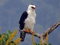 Aigle noir et blanc