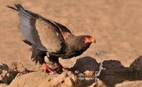 Bateleur des savanes