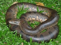 Anaconda géant