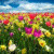 768x492_illustration-fleurs-printemps