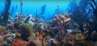 photo-de-fonds-marins-en-plongee-sous-marine