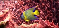 poisson-multi-couleurs-en-prise-de-vue-sous-marine-de-fonds-marins