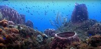 prises-de-vues-sous-marine-de-fonds-marins