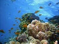 sea-water-diving-underwater-live-color-biology-blue-colorful-fish-coral-coral-reef-reef-egypt-creatu