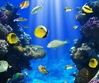 Underwater_world_Corals_455722