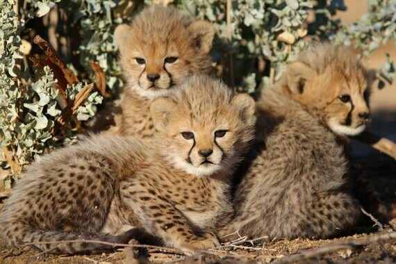 bebes-sauvages-guepard-afrique-du-sud