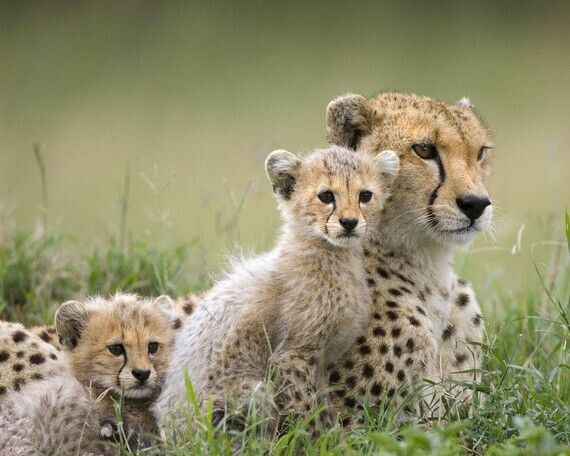 Cheetah-Family-wild-animals-2603080-1280-1024