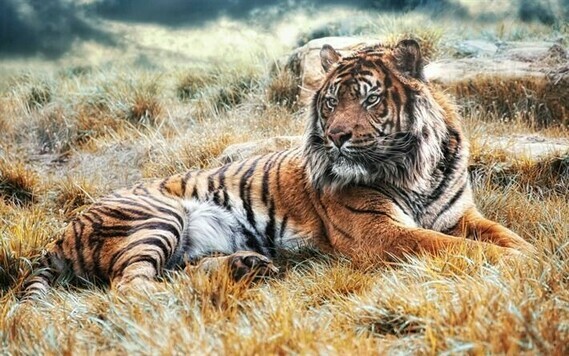 thumb2-large-tiger-wildlife-field-predator-bengal-tiger