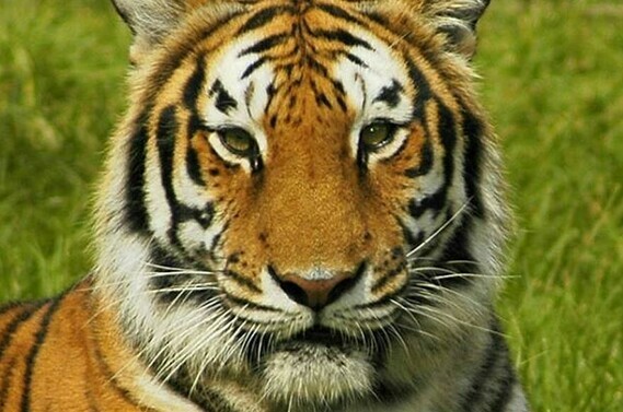 wild-animal-safar-drive-thru-animal-park-tiger