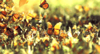 butterfly-gif-animation-9