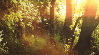forest-trees-animated-gif-2