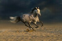 andalusian-horse-2