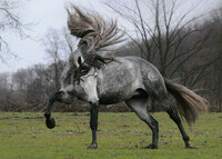 Andalusian-Horse-7