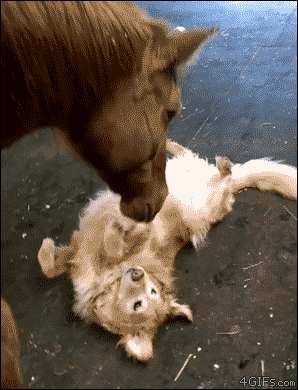01-funny-gif-246-horse-belly-rubs-dog