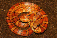 serpent des blés