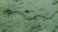 serpent marin